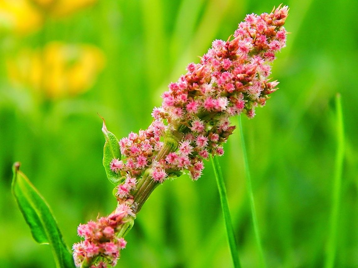 Icelandic flower