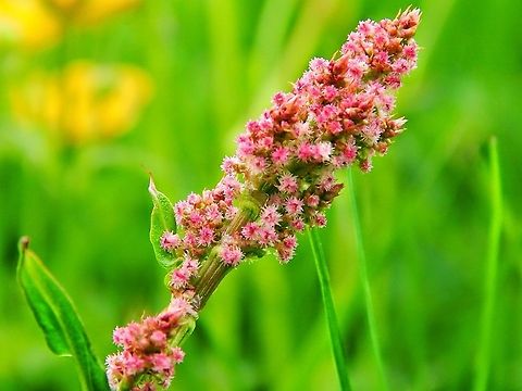 Icelandic flower