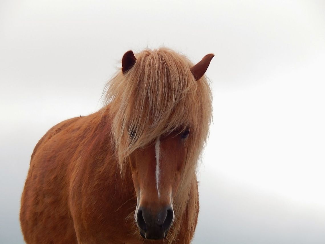 Pregnant Icelandic Horse  Domestic horse,Equus ferus caballus