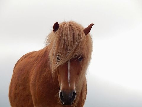 Pregnant Icelandic Horse  Domestic horse,Equus ferus caballus