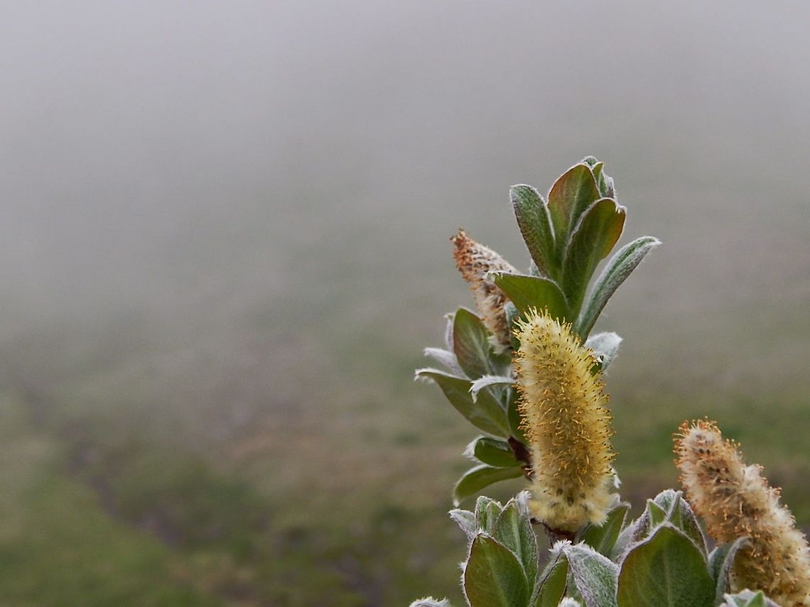 Woolly willow in Iceland  Salix lanata