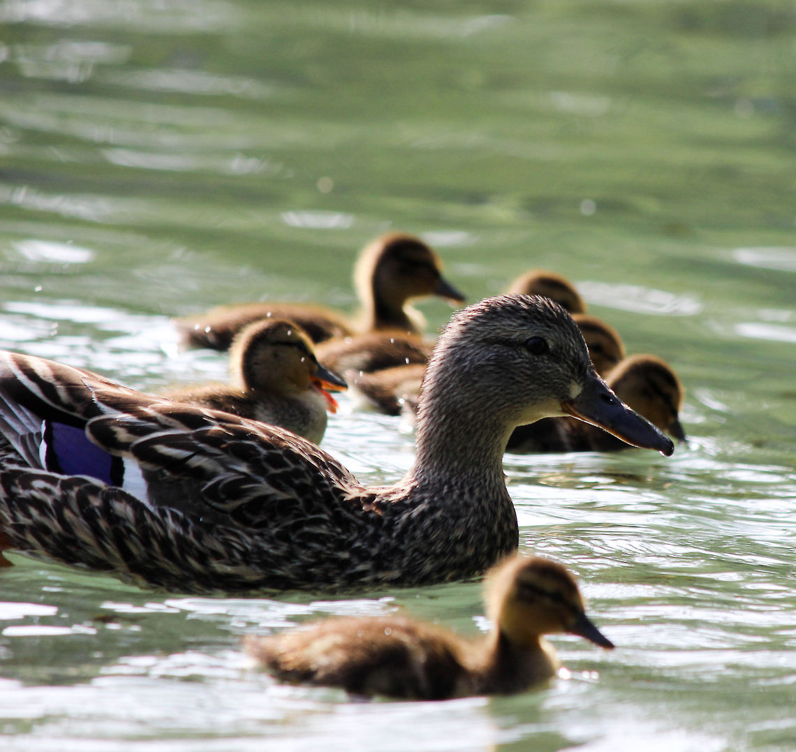 Momma and her flock  Anas platyrhynchos,Mallard