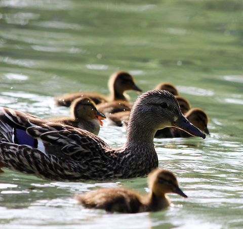 Momma and her flock  Anas platyrhynchos,Mallard