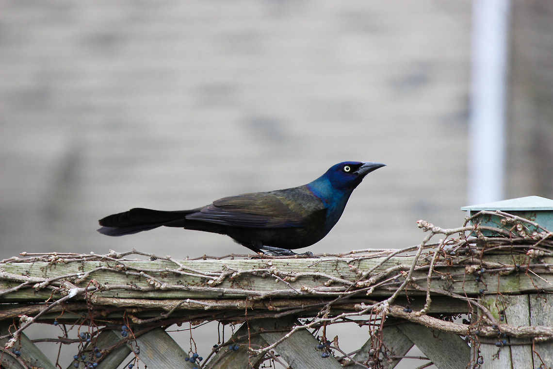 Takeoff.  Common Grackle,Quiscalus quiscula