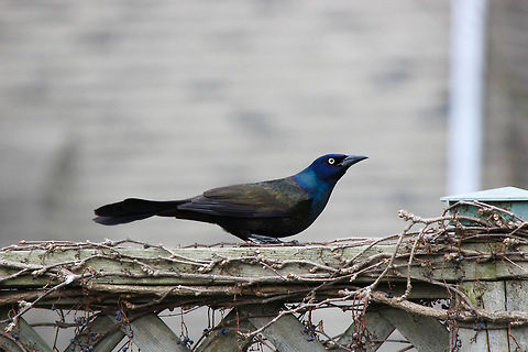 Takeoff.  Common Grackle,Quiscalus quiscula