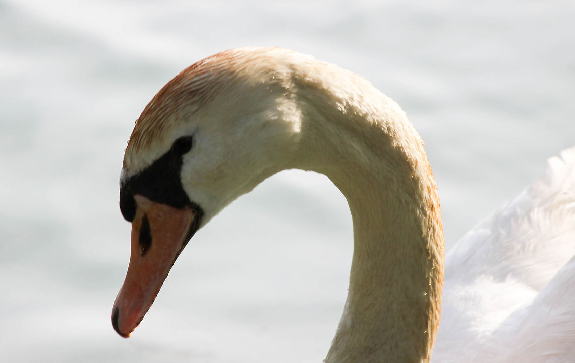 Mute Swan  Cygnus olor,Mute Swan