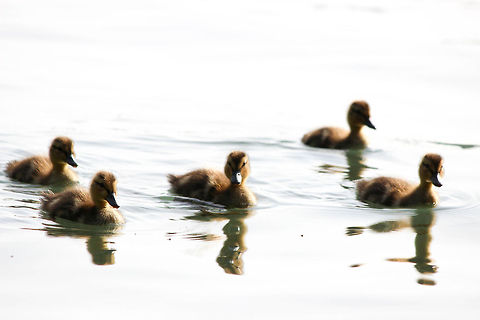 Baby Mallards!  Anas platyrhynchos,Mallard
