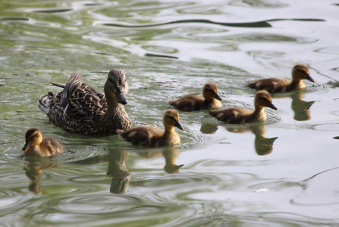 Swimmin'  Anas platyrhynchos,Mallard