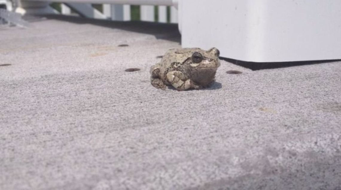 Froggy This random tree frog decided to watch me while I set up the pool!  Gray tree frog,Hyla versicolor