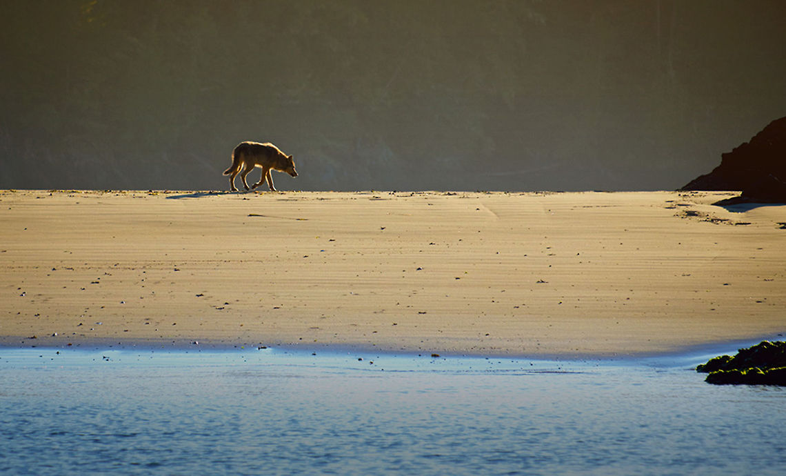 Beach_Walk  Canis lupus,Gray wolf