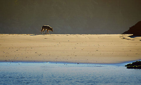 Beach_Walk  Canis lupus,Gray wolf