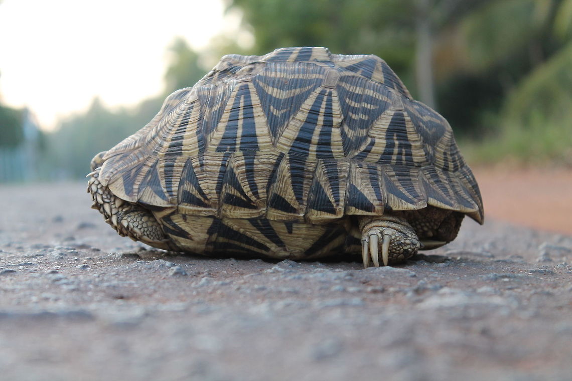 Sri lankan star tortoise  Geochelone elegans,Indian star tortoise
