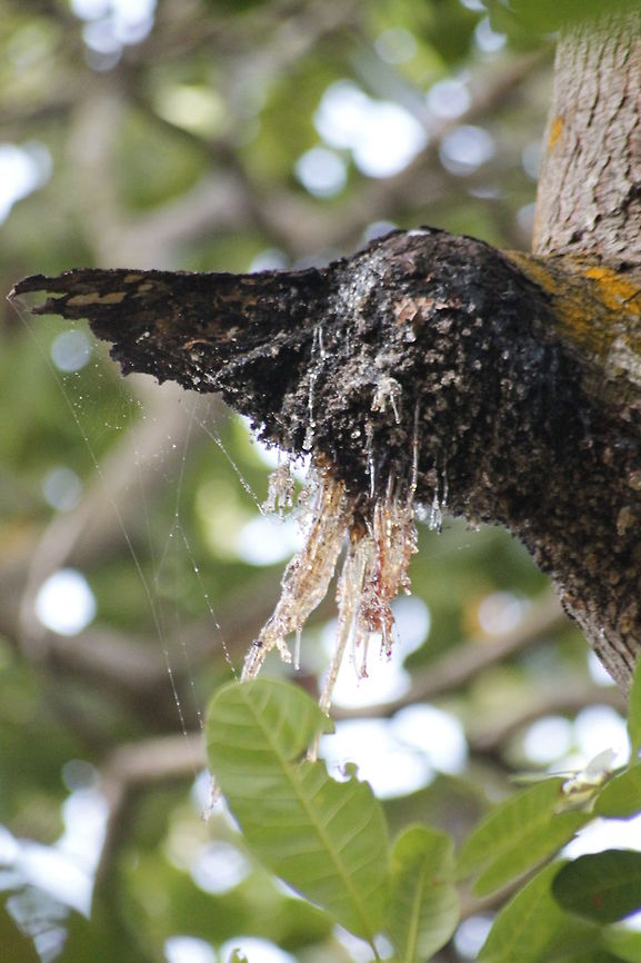 cashew tree leak a gum cashew tree leak a gum Anacardium occidentale,Cashew