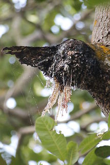 cashew tree leak a gum cashew tree leak a gum Anacardium occidentale,Cashew