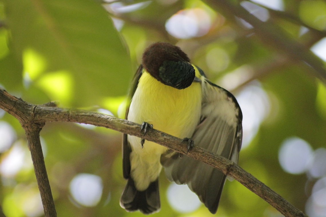 sri lankan sun-bird  Leptocoma zeylonica,Purple-rumped Sunbird