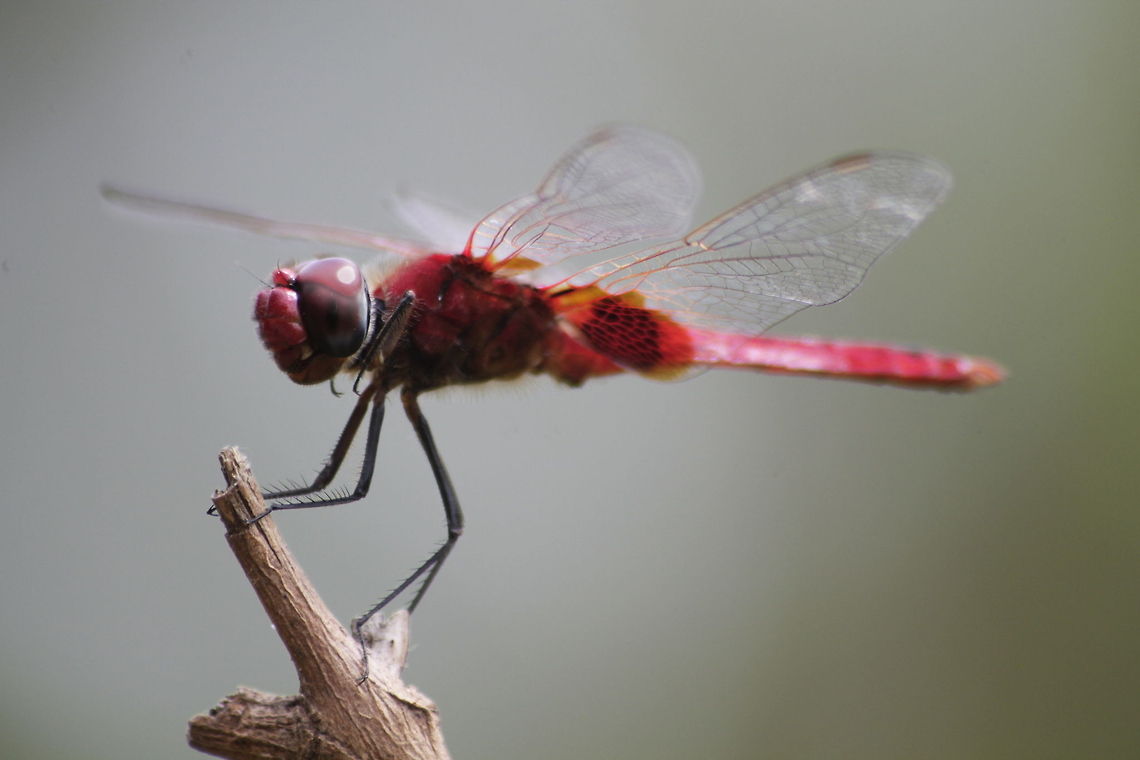 dragonfly sri lankan red dragon fly Crimson Marsh Glider,Trithemis aurora,animalia,anisoptera,biodiversity,insects,libellulidae,odonata,sri lankan red dragon fly