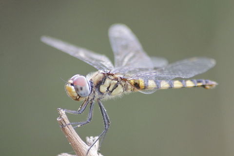 dragonfly sri lankan yellow dragon fly animalia,anisoptera,biodiversity,insects,libellulidae,odonata,sri lankan yellow dragon fly