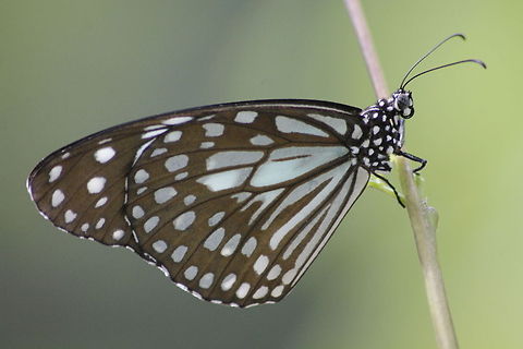 angry butterfly  Blue Tiger,Tirumala limniace