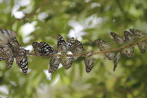 Butterfly INN  Blue Tiger,Tirumala limniace