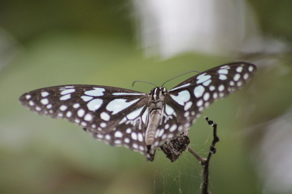 wild butterfly  Blue Tiger,Tirumala limniace