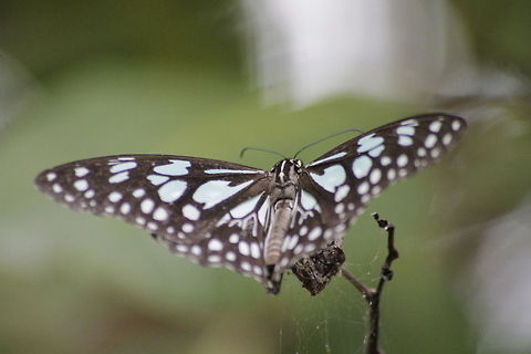wild butterfly  Blue Tiger,Tirumala limniace