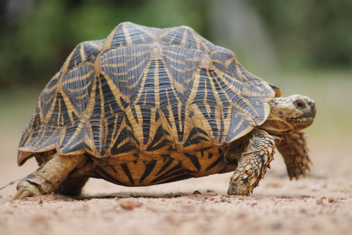 very beautiful sri lankan star tortoise  Geochelone elegans,Indian star tortoise