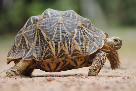 very beautiful sri lankan star tortoise  Geochelone elegans,Indian star tortoise
