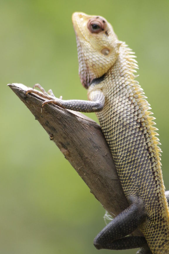 Real wild chameleon  Calotes emma
