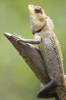 Real wild chameleon  Calotes emma