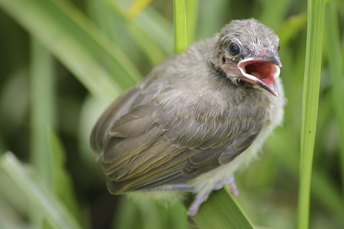 The White-browed Bulbul baby bird
