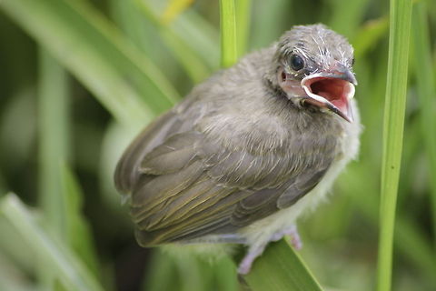 The White-browed Bulbul baby bird