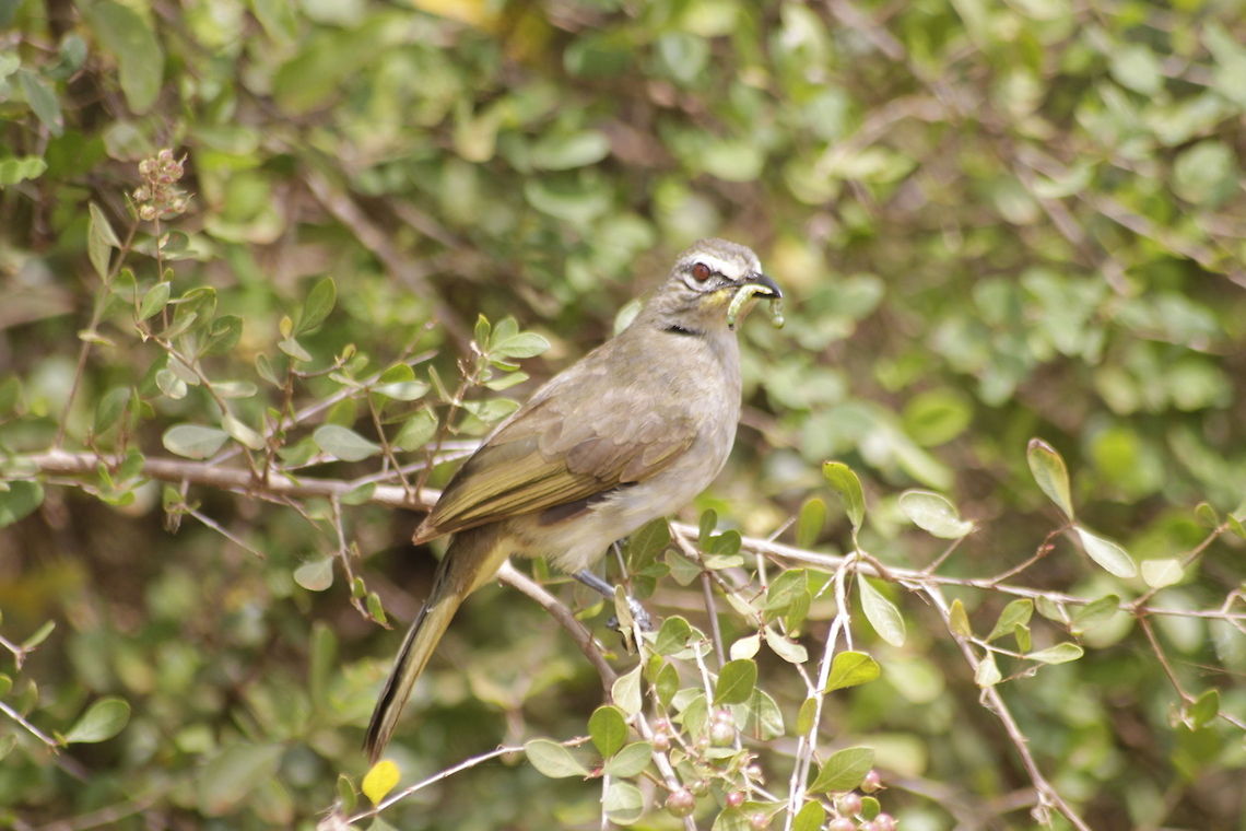 Feeding time baby bird's Feeding time Pycnonotus luteolus,White-browed Bulbul
