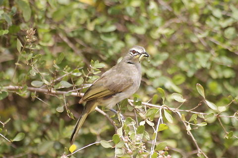 Feeding time baby bird's Feeding time Pycnonotus luteolus,White-browed Bulbul
