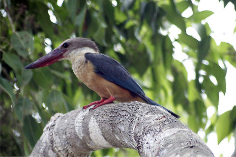hungry king-fisher  Pelargopsis capensis,Stork-billed Kingfisher