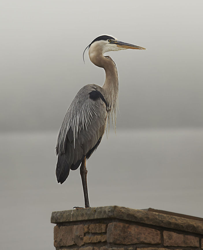 Stillwater Heron 2 Overseeing the temporary closing of the Stillwater lift bridge, due to high water, and making sure MNDOT and the news crews behaved themselves. Ardea herodias,Geotagged,Great Blue Heron,United States