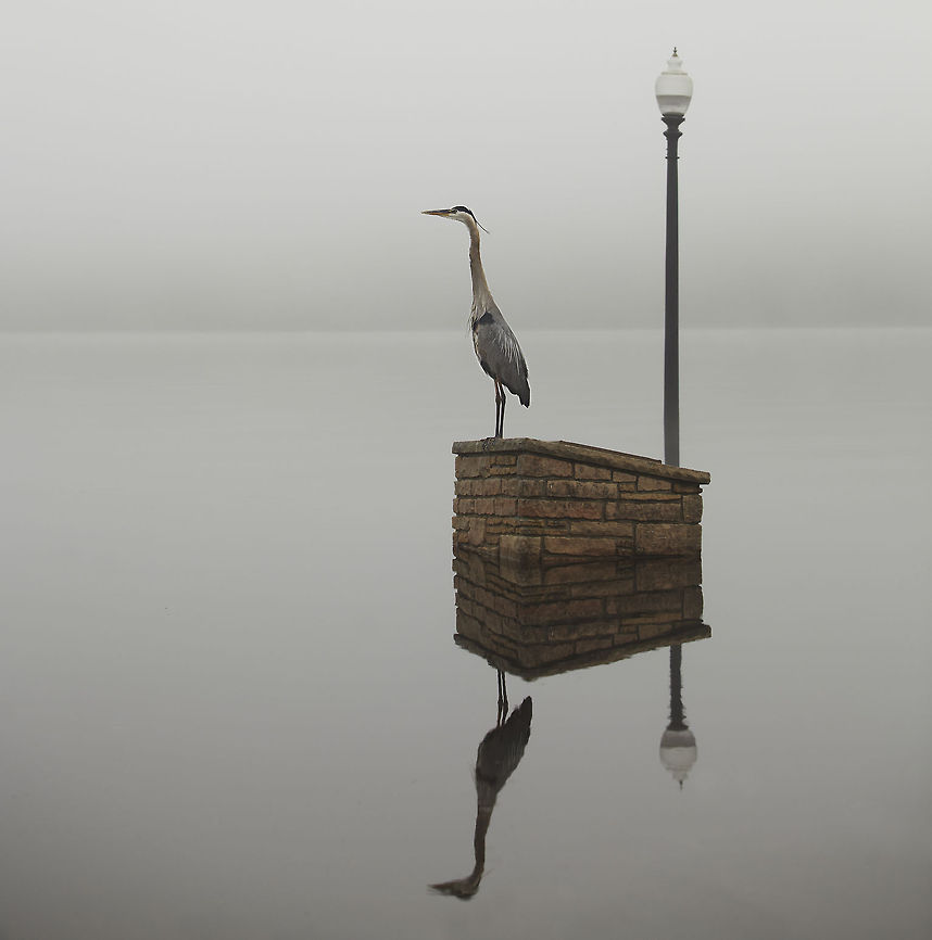 Stillwater Heron Surveying the flooded river on a foggy Monday morning Ardea herodias,Geotagged,Great Blue Heron,United States