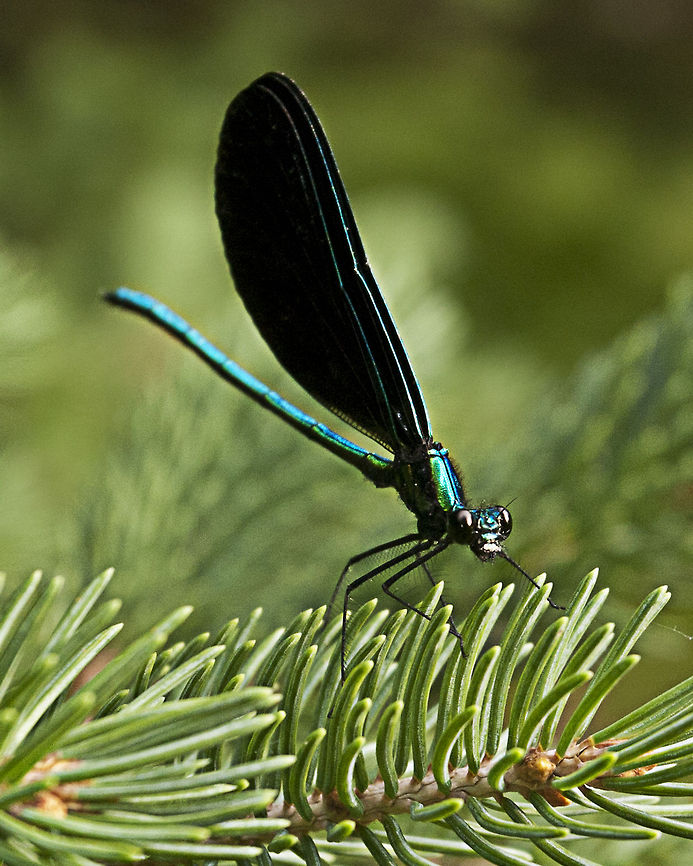Dragonfly  Calopteryx maculata,Ebony Jewelwing,Geotagged,United States