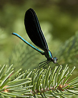 Dragonfly  Calopteryx maculata,Ebony Jewelwing,Geotagged,United States