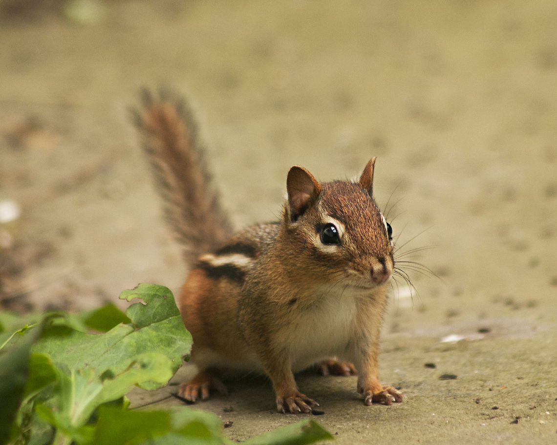 Chipmunk 1  Eastern chipmunk,Geotagged,Tamias striatus,United States