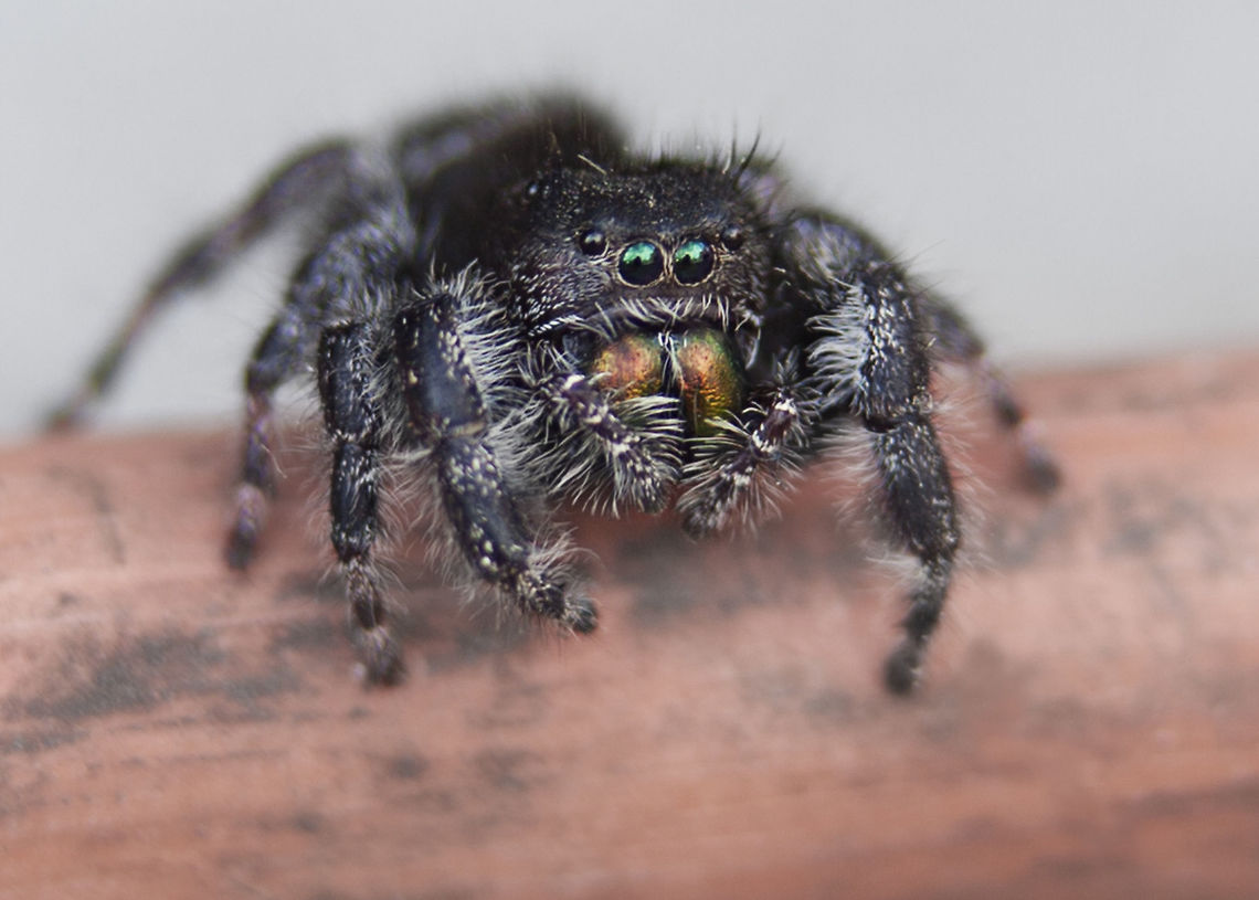 Backyard Buddy This little guy showed up while I was working in the backyard, happy he stuck around long enough for me to grab the camera.  From what I can find he is a Daring jumping spider or common jumping spider of North America (Phidippus audax) Daring jumping spider,Fall,Geotagged,Phidippus audax,United States,common jumping spider of North America