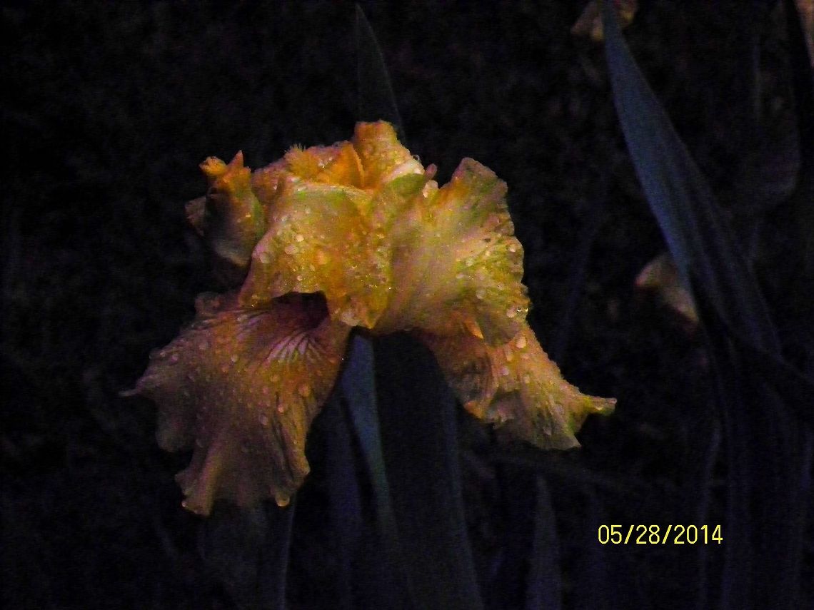 Yellow Iris at Dawn  Geotagged,German Iris,Iris germanica,Iris pseudacorus,United States