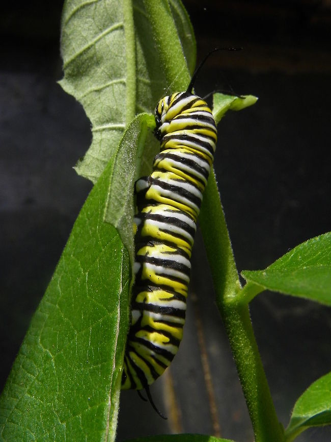 Monarch Caterpillar  Butterfly,Caterpillar,Danaus plexippus,Geotagged,Monarch,United States,insect
