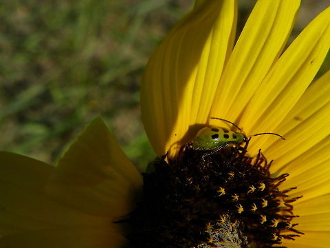 Cucumber Beetle on Sunflower Captured at Sandy Hook State Park, Sandy Hook, NJ. Diabrotica undecimpunctata,Spotted cucumber beetle,insects,sunflower