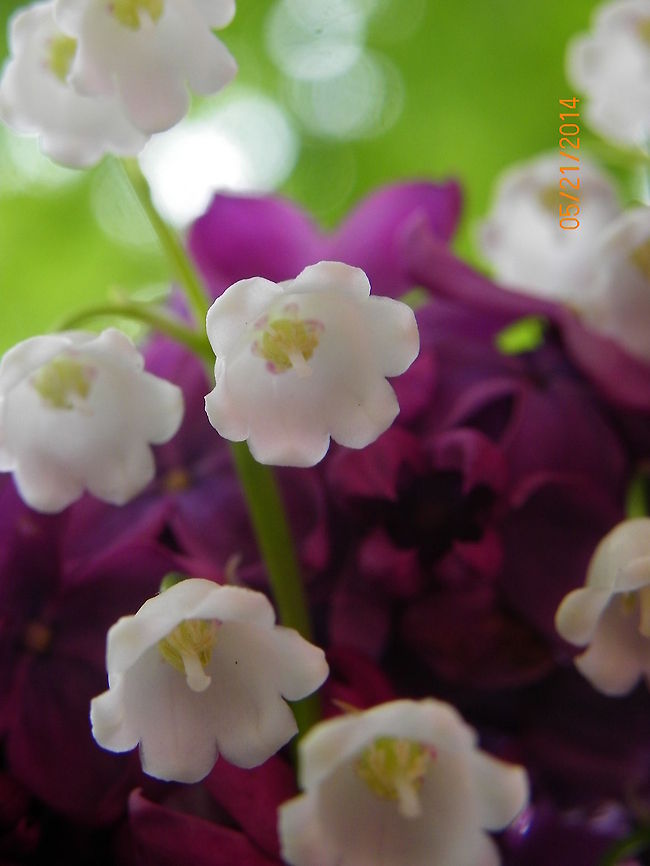 Lily of the Valley w/Lilacs in the background  Convallaria majalis,Lily of the valley