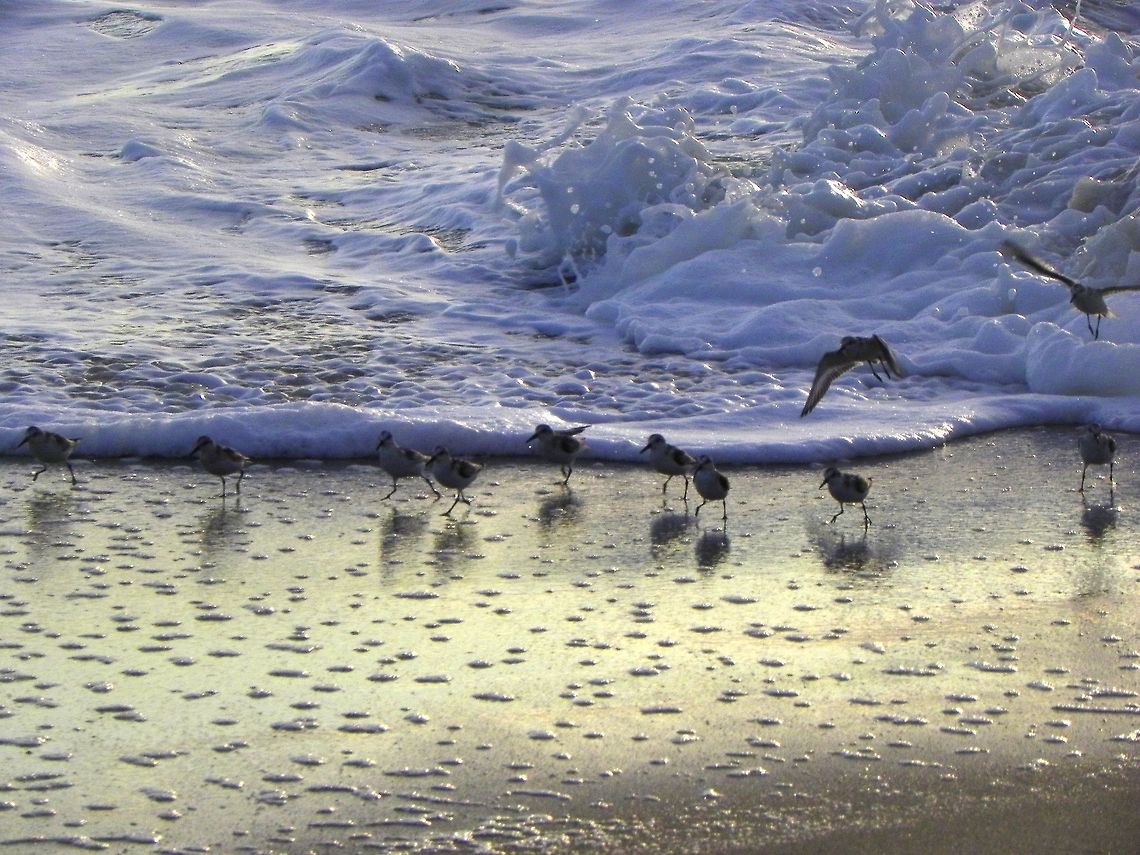 Sandpipers at Dawn  Beach,Birds