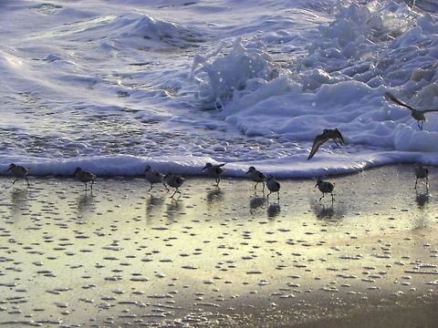 Sandpipers at Dawn  Beach,Birds
