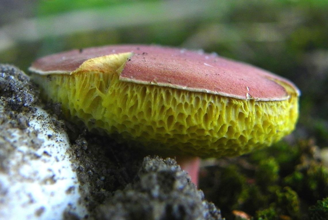 Red Cap Mushroom I had never seen a mushroom like this and have never seen one since.  It is one of the most beautiful things I have ever seen so getting on the ground and shooting it was a real pleasure.  Nature's handiwork is awe inspiring at times. Fungus,mushroom