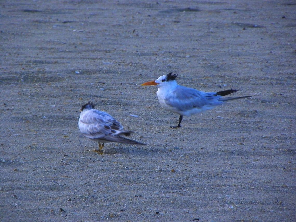Royal Terns  Royal Tern,Thalasseus maximus,Waterbird,bird