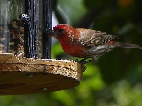 House Finch Looking for some eats. Carpodacus mexicanus,House Finch