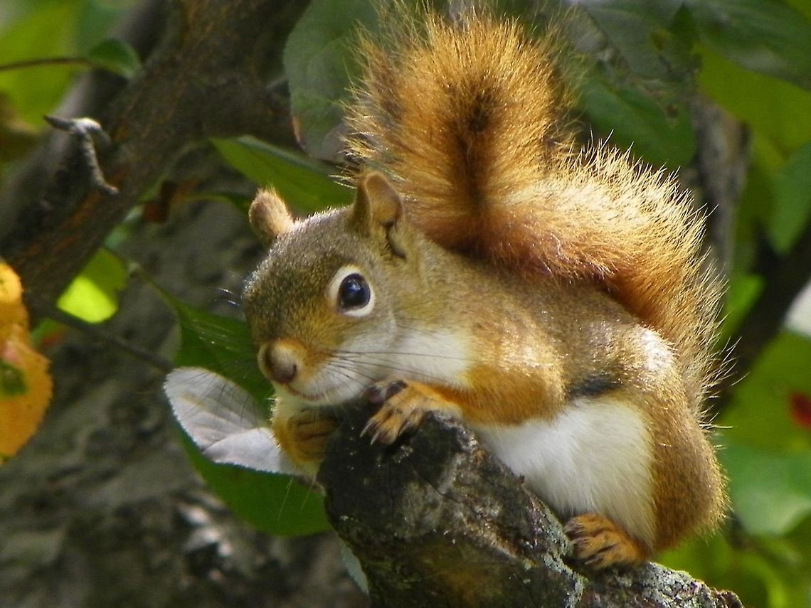Red Squirrel Waiting for a chance to get to the bird feeder. American red squirrel,Red Squirrel,Tamiasciurus hudsonicus